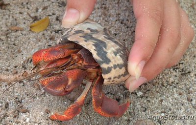 Фото Рак-отшельник гигантский Coenobita sp. Hermit crab Monster size  (photo#119425)