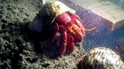 Фото Рак-отшельник гигантский Coenobita sp. Hermit crab Monster size  (photo#119426)