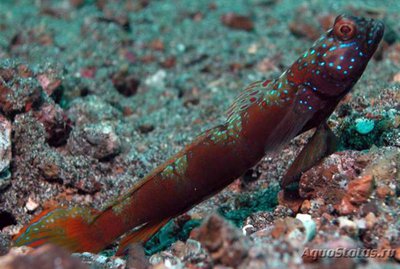 Бычок креветочный широкополосый (Amblyeleotris latifasciata)