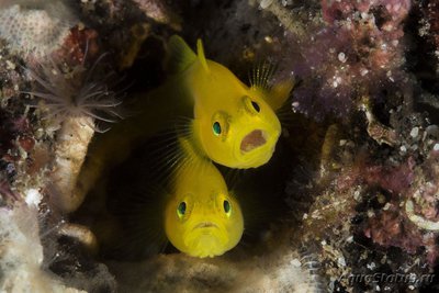 Фото Бычок приолепис желтый Priolepis aureoviridis  (photo#119511)