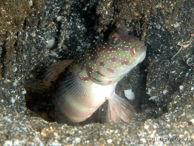 Фото Бычок розовопятнистый Cryptocentrus leptocephalus  (photo#119563)