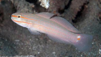 Фото Бычок-амблигобиус сетчатый Amblygobius decussatus  (photo#119624)