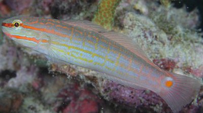 Бычок-амблигобиус сетчатый (Amblygobius decussatus)