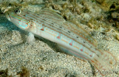 Фото Бычок-валансьенн длинноплавничный Valenciennea longipinnis  (photo#119636)