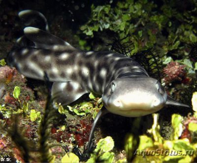 Фото Акула индийская кора­лловая кошачья Ate­lomycterus marmoratus  (photo#119750)