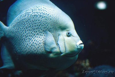 Ангел серый (Pomacanthus arcuatus)