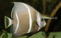 Ангел серый (Pomacanthus arcuatus)