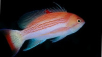 Антиас лузонский (Pseudanthias luzonensis)