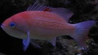 Антиас лузонский (Pseudanthias luzonensis)