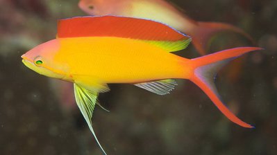 Антиас огненный (Pseudanthias (Mirolabrychthys) ignitus)