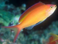 Антиас огненный (Pseudanthias (Mirolabrychthys) ignitus)