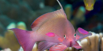 Фото Антиас оранжевый Pseudanthias cheirospilos  (photo#119956)