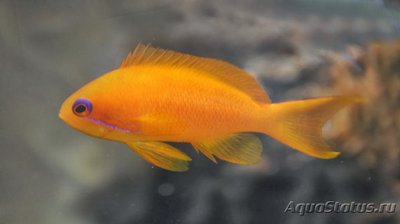 Антиас оранжевый (Pseudanthias cheirospilos)