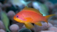 Фото Антиас оранжевый Pseudanthias cheirospilos  (photo#119959)