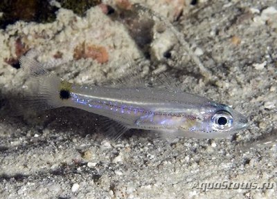 Фото Апогон длиннозубый Cheilodipterus isostigmus  (photo#119971)