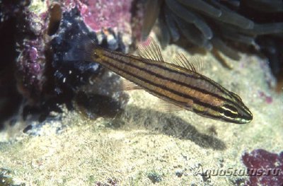 Апогон длиннозубый (Cheilodipterus isostigmus)