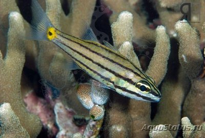 Апогон длиннозубый (Cheilodipterus isostigmus)