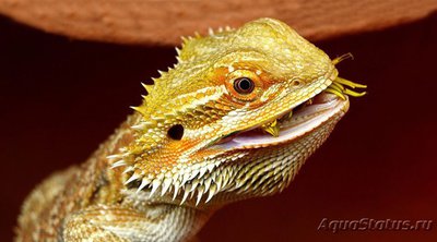 Фото Агама бородатая Pogona vitticeps  (photo#120045)