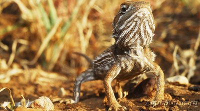 Фото Агама бородатая Pogona vitticeps  (photo#120046)