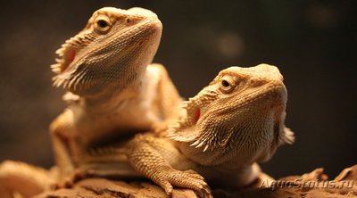 Фото Агама бородатая Pogona vitticeps  (photo#120047)