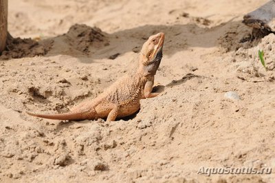 Фото Агама бородатая Pogona vitticeps  (photo#120048)