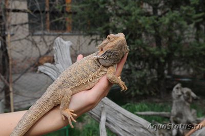 Фото Агама бородатая Pogona vitticeps  (photo#120049)