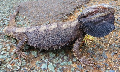 Фото Агама бородатая Pogona vitticeps  (photo#120050)