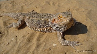 Фото Агама бородатая Pogona vitticeps  (photo#120051)