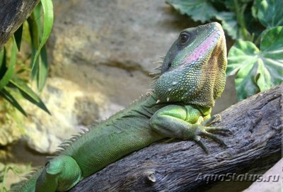 Агама водяная (Physignathus concincinus)