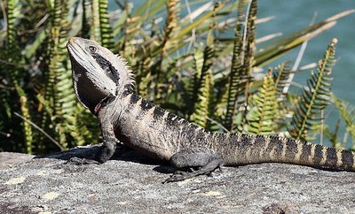 Фото Агама водяная австралийская Physignathus lesueurii  (photo#120058)