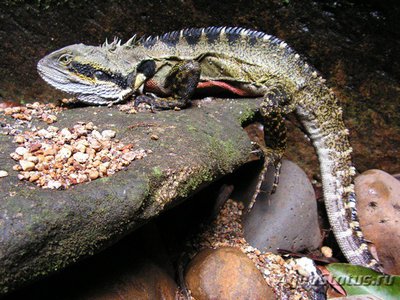 Фото Агама водяная австралийская Physignathus lesueurii  (photo#120059)