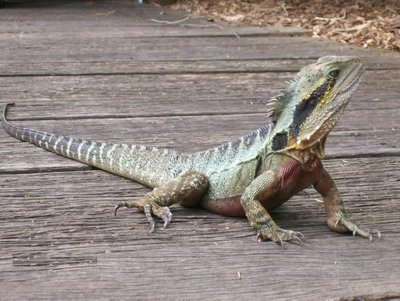 Фото Агама водяная австралийская Physignathus lesueurii  (photo#120060)