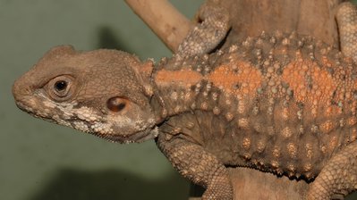 Фото Агама горная золотая короткопалая Laudakia brachydactyla  (photo#120091)