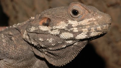 Фото Агама горная золотая короткопалая Laudakia brachydactyla  (photo#120092)