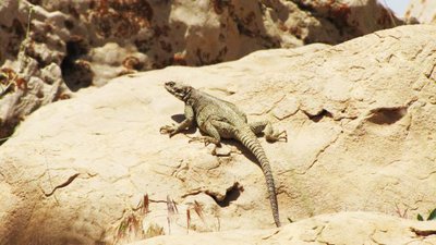 Фото Агама горная мелкочешуйная Laudakia microlepis  (photo#120102)