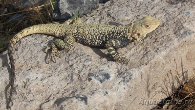 Фото Агама горная туркестанская Laudakia lehmanni  (photo#120105)