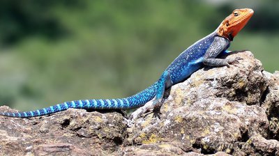 Фото Агама обыкновенная Agama agama  (photo#120115)