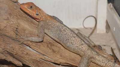 Фото Агама обыкновенная Agama agama  (photo#120116)