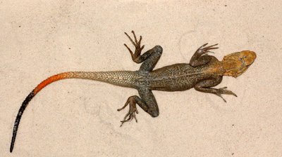 Фото Агама обыкновенная Agama agama  (photo#120117)