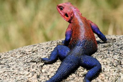 Фото Агама обыкновенная Agama agama  (photo#120118)