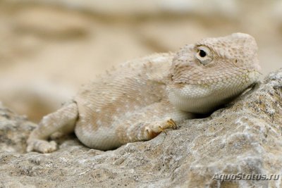 Фото Агама палевая Trapelus pallidus  (photo#120123)