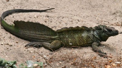 Фото Агама парусная амбойнская Hydrosaurus amboinensis  (photo#120127)