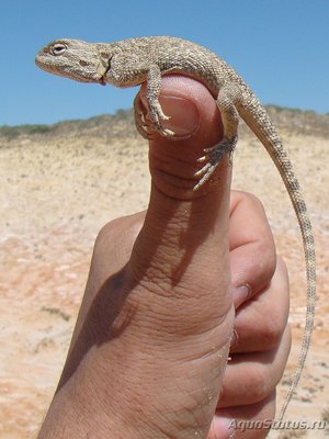 Фото Агама степная Trapelus sanguinolentus  (photo#120140)