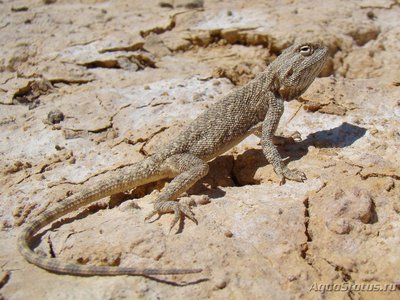 Фото Агама степная Trapelus sanguinolentus  (photo#120141)