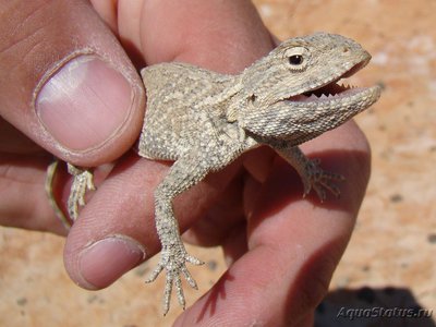 Фото Агама степная Trapelus sanguinolentus  (photo#120142)