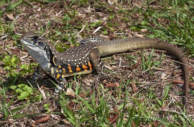 Фото Агама-бабочка Leiolepis belliana  (photo#120153)