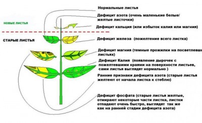 Фото Фитоиндикация или Растения вместо тестов (photo#12017)