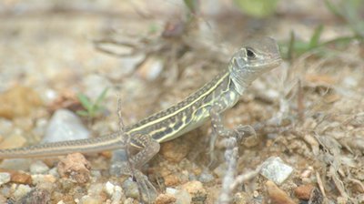 Фото Агама-бабочка триплоидная Leiolepis triploida  (photo#120177)