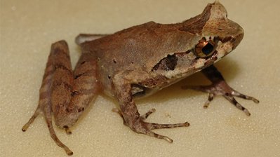 Фото Азиатская чесночница длинноногая Xenophrys longipes  (photo#120183)