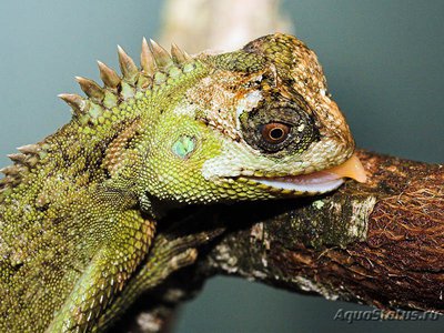 Акантозавр горный (Acanthosaura capra)